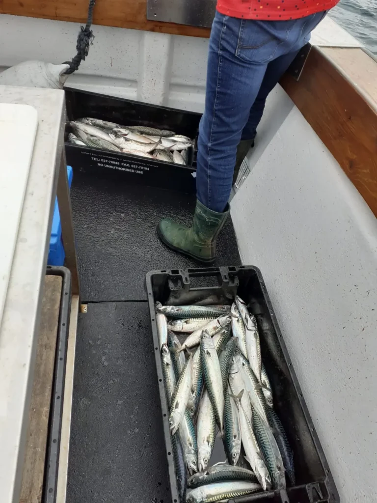 Fish box on deck after a sea angling trip from Cahersiveen